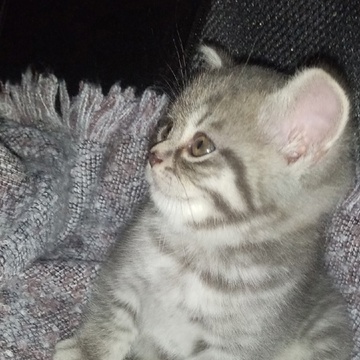 Никита Эванс