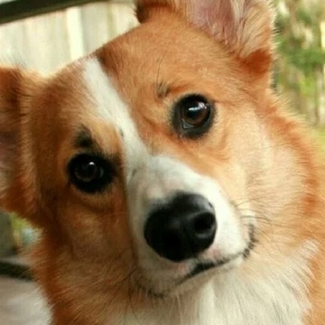 Никита Перепека