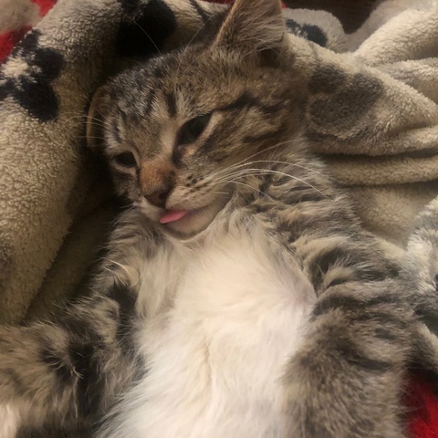 Romual'd Football Onlooker